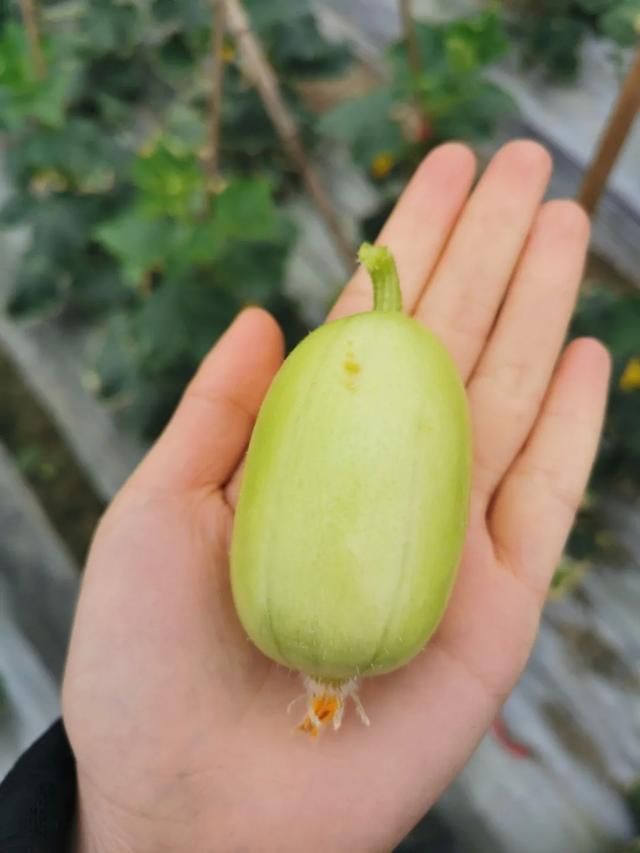 不光长着可爱胖墩墩的椭圆形外表,这种小黄瓜的口感也十分不俗.