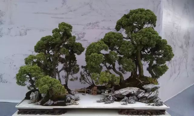价值上亿的顶级盆景,大开眼界!美得无与伦比!
