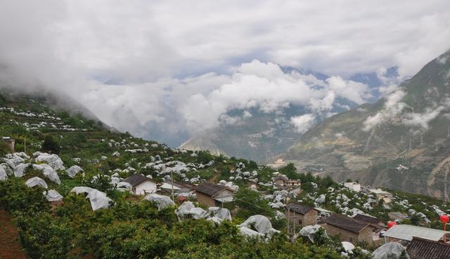 摘樱桃,赏河风,康定1600亩甜樱桃"甜蜜"推荐