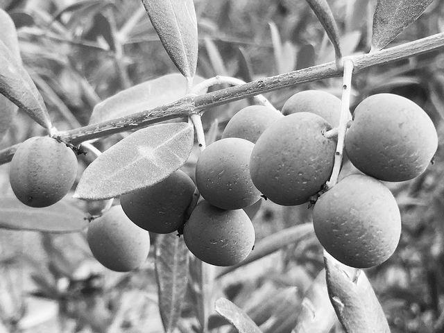 油橄榄品种豆果果实  张建国供图