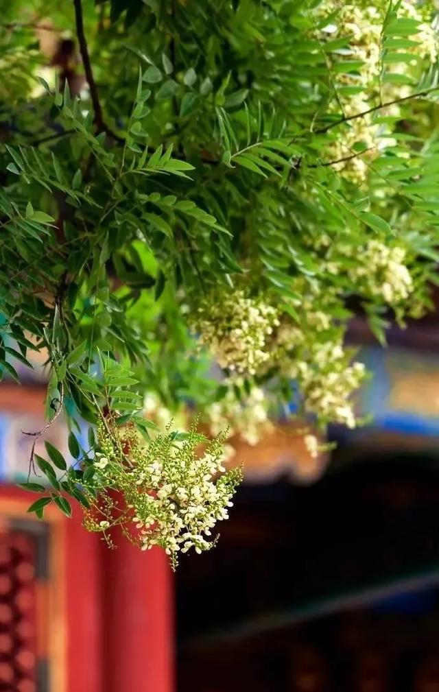 吕梁:市花,市树,好春光