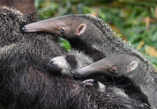 萌!大食蚁兽龙凤胎宝宝亮相广州长隆野生动物世界
