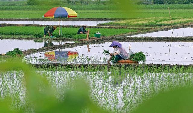 广西横县:划着"小船"插秧去