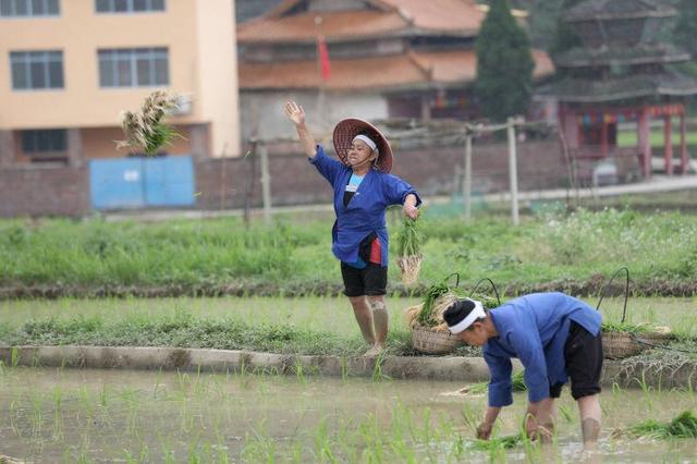 在三江侗族自治县良口乡南寨村,一名妇女在田间抛秧.龚普康摄