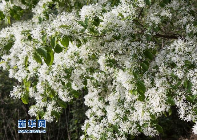 下国家二级保护植物流苏树花朵盛开,满树洁白,如覆霜盖雪,美景如画