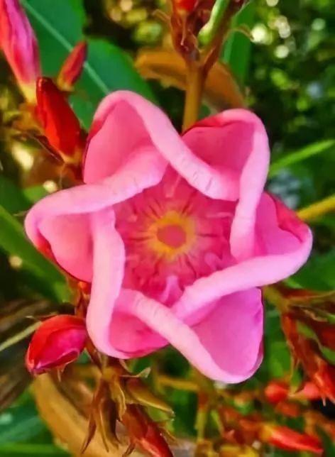 六角形一样的粉色花朵