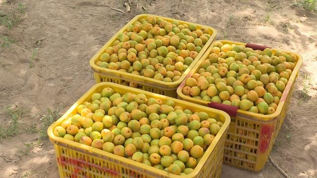 酒泉敦煌:李广杏销售"远亲"变"近邻"