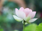 Be a Good Person, Cultivate Kindness