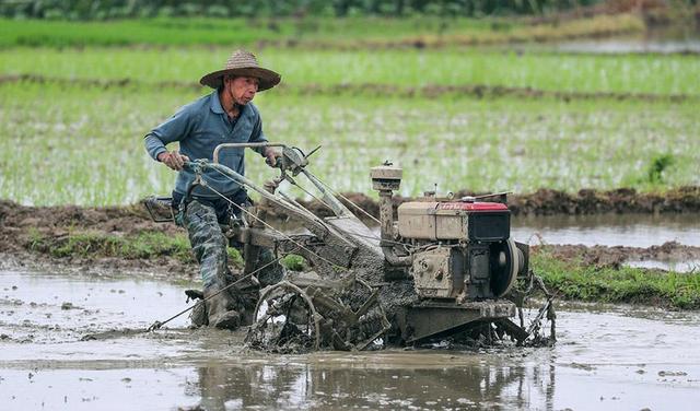 广西横县:划着"小船"插秧去