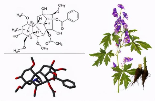 文章插图乌头碱毒性极大文章插图下面将川乌与附子简单比较:两者均可