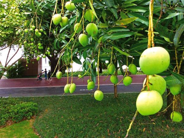 南宁"果树上街"成特色 大家一起爱绿护绿文明赏景