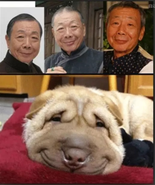 动物长出人脸?相似度几乎100%,不可思议!