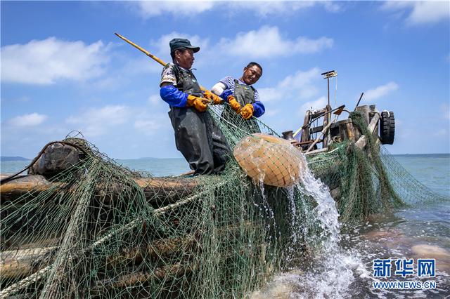 渔民们用来捕捞海蜇的渔网,网口大小都在17
