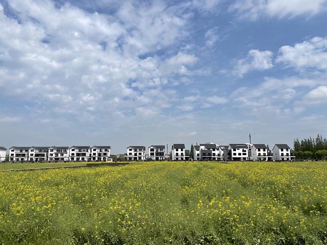 图说: 向阳村.新民晚报记者 杨洁 摄