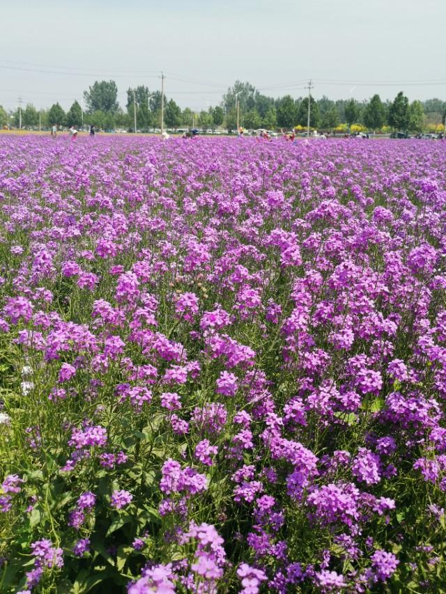 北京大兴魏善庄生态景观农业园紫油菜花海