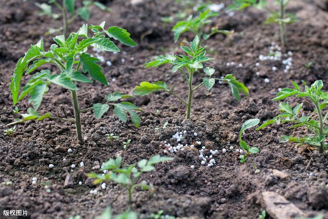 番茄增产方法,及田间管理技术,以下七点是关键