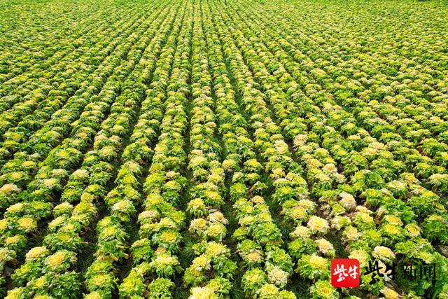 连云港新坝黄芽菜成群众致富黄金叶