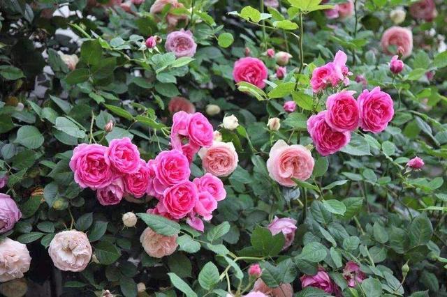 3种月季花,适合6月养,不怕晒,不怕热,越热开花越漂亮