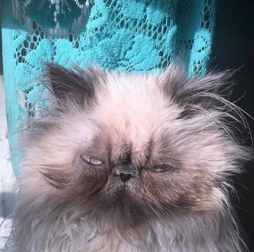 最"丑"猫咪大赛,这些丑猫丑得太有喜感了