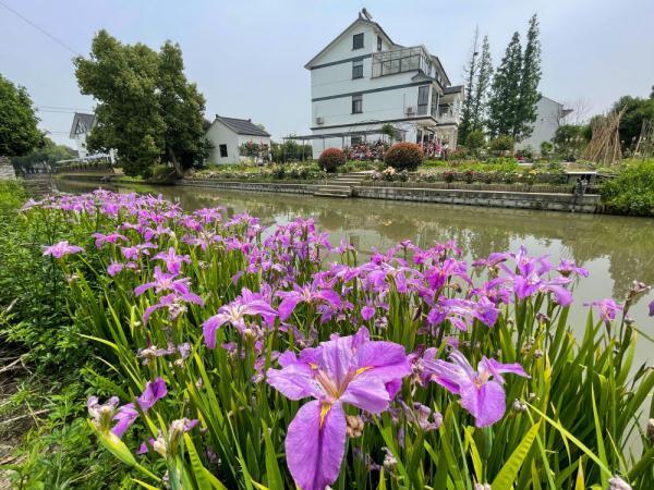这是5月8日拍摄的苏州市吴江区震泽镇众安桥村一角.