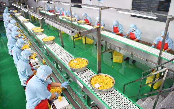 在河北省石家庄晋州市一家果品生产加工企业,工人在水果饮品生产线上