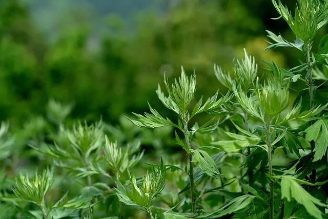 小小的野草,成为南阳致富路的"主角"