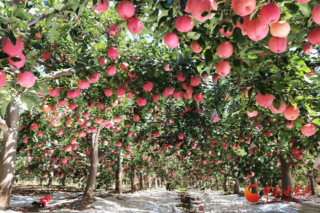 庄浪:山地苹果大产业 致富路上促振兴