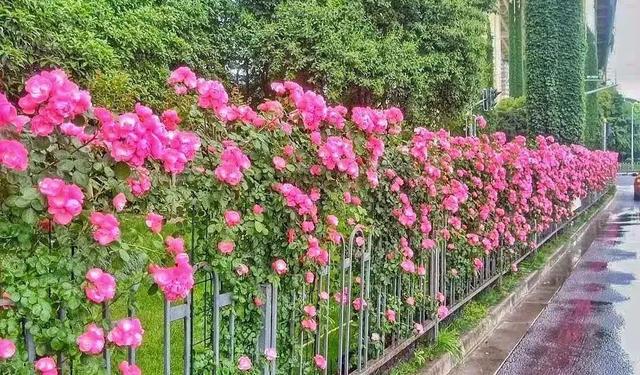 街头巷尾走一走,满眼都是月季花