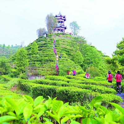 田林縣浪平鎮的姬松茸產業大棚.岑冉鑫攝