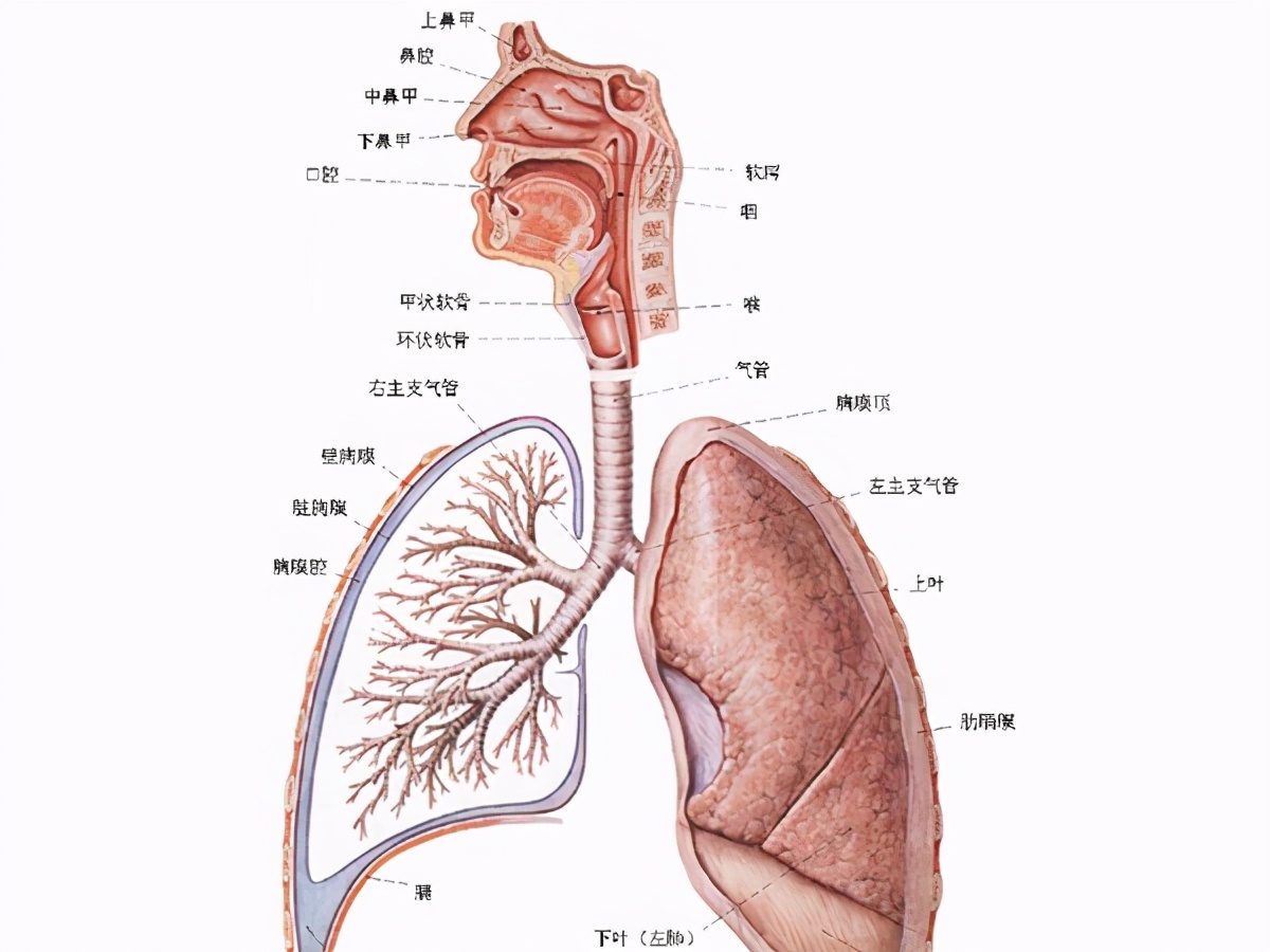 演员张少华去世:困扰她10年的老肺病,已成中国人的第三杀手