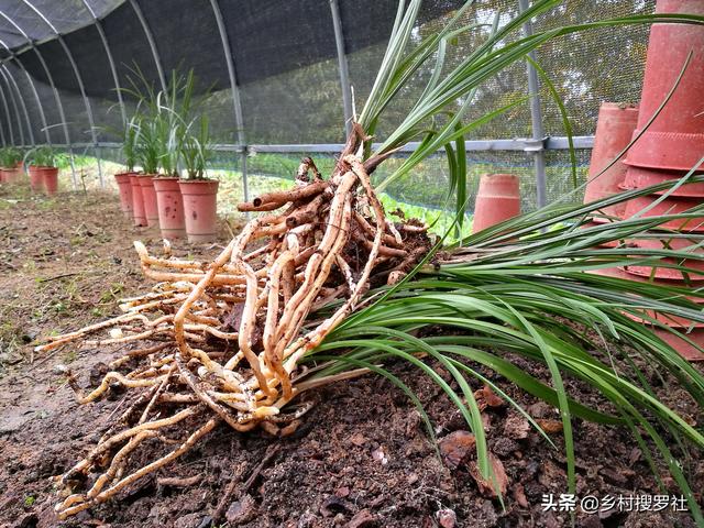 說真的 , 我用的蘭花肥料很少 , 文章和視頻中所使用的 , 也都是本著