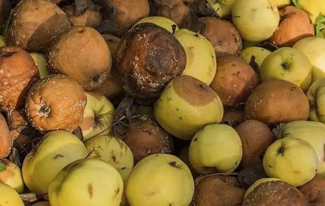 水果发霉,切掉坏的再吃?