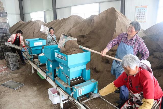 农妇们正在育秧机的流水线旁熟练地操作着