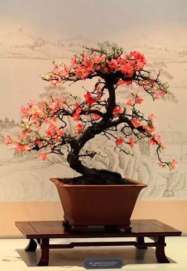 价值上亿的顶级盆景,大开眼界!美得无与伦比!