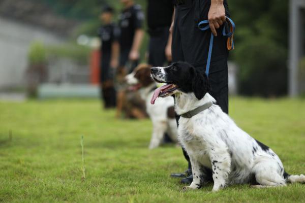 缉毒犬"罗特"和它的训导员