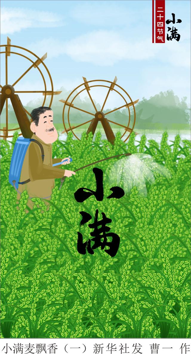 新华社图表,北京,2021年5月20日 插画:小满麦飘香(一) 新华社发 曹一