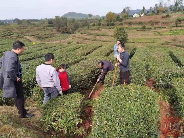 人勤春來早平昌縣258萬畝茶園管護忙