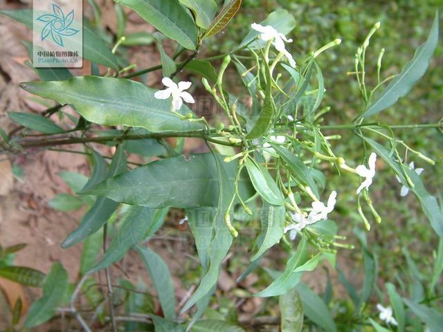 药用狗牙花图片