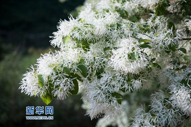 下国家二级保护植物流苏树花朵盛开,满树洁白,如覆霜盖雪,美景如画