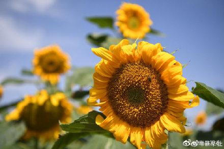 让好心情相伴,开启元气满满的一天