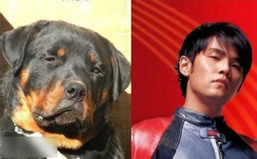 动物长出人脸?相似度几乎100%,不可思议!