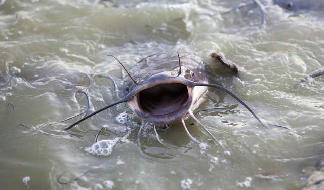 "垃圾鱼"养殖再走红,竟还有人买,因大家"都没钱了"?