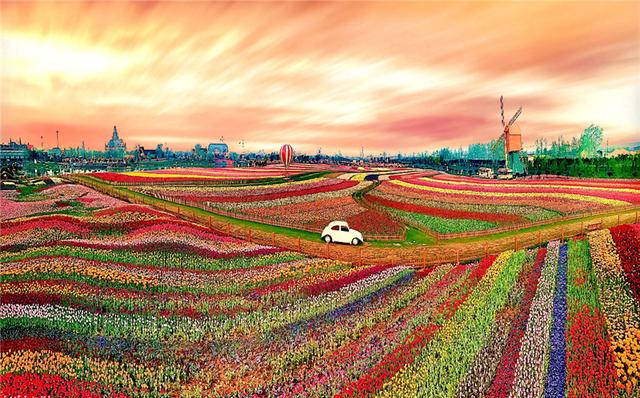 在家看天下·每日一景丨诗意大丰:万亩花海 星野鹿鸣