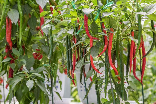 辣椒又名番椒,是一种双子叶植物纲茄目茄科辣椒属植物,其为一年或者