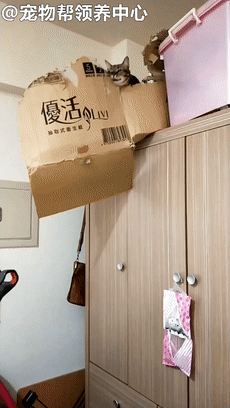 睡午觉,睡醒后居然看到这样一幕…… 虎斑猫q宝在柜子上啃着纸箱不放