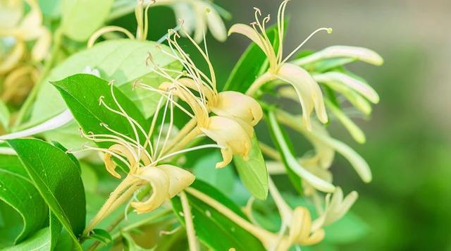 蒲公英好处多,怎么喝更有效?掌握黄金搭配,效果或翻倍