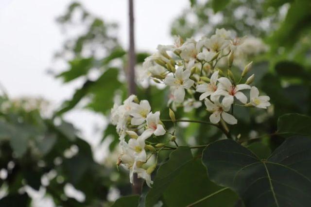 2021(厦门·海沧)天竺山桐花节开幕!漫天飞"雪,持续到"五一"