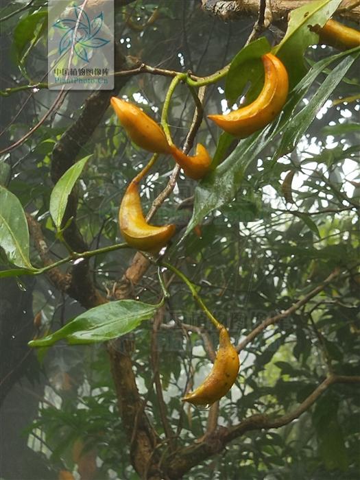 药用狗牙花图片