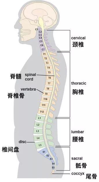 颈椎第四五节位置图图片