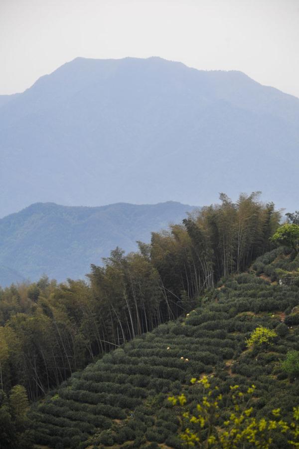 4月14日,茶農在裡山鎮安頂村安頂山的高山茶園採摘雲霧茶.